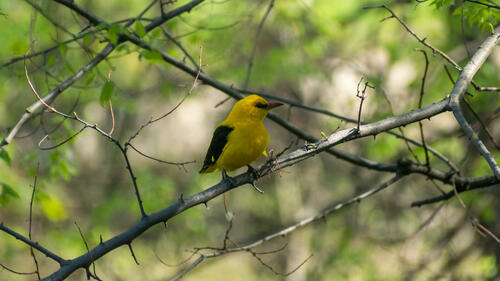 Very golden oriole 3